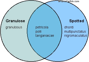 Venn diagram Lake Tanganyika Synodontis spp.