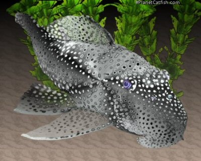 Baryancistrus sp.