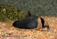 Corydoras sp.