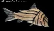Corydoras zebra