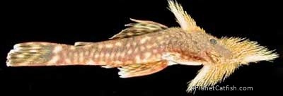 Neblinichthys hairdoensis