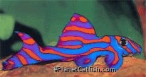 Hypancistrus splendida