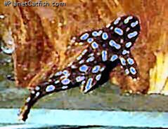 Scobiancistrus lacustris