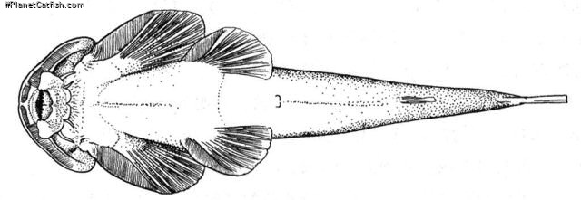 Fig. 2. Ventral view of Oreoglanis, showing modifications to paired fins and maxillary barbels to form a large sucker
