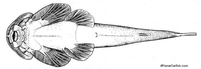 Fig. 2. Ventral view of Oreoglanis, showing modifications to paired fins and maxillary barbels to form a large sucker