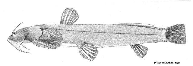 Fig. 3. Lateral view of Exostoma, showing the depressed body form