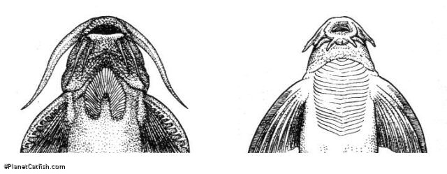 Fig. 4. Thoracic adhesive apparatus of Glyptothorax (left) and Pseudecheneis (right)