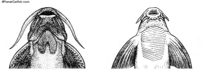 Fig. 4. Thoracic adhesive apparatus of Glyptothorax (left) and Pseudecheneis (right)