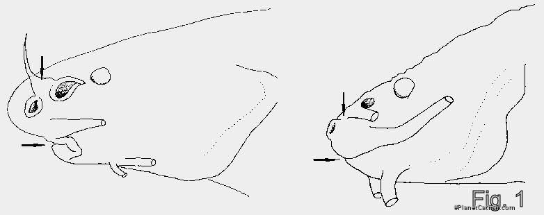 Fig. 1. Heads in members of the pseudobagarius species group and the variegatus species group