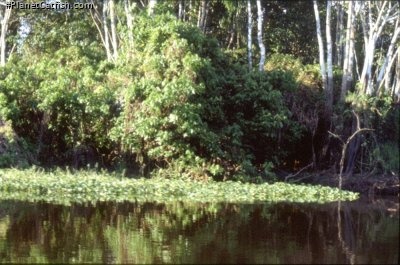 "Floating Meadow"