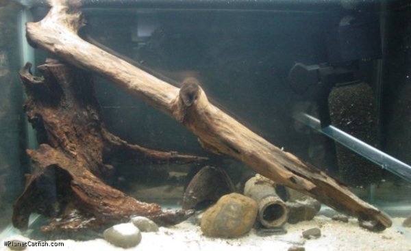 10 gal. driftwood
