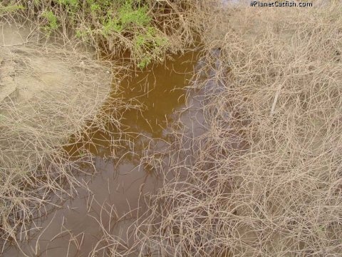 A small creek flowing into the Orinoco at Puerto Carreño. Looking down into the creek, I watched schools of Corydoras dart up and down its length.