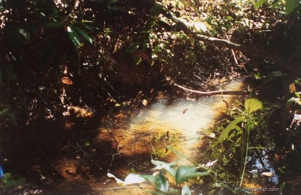 Corydoras elegans habitat