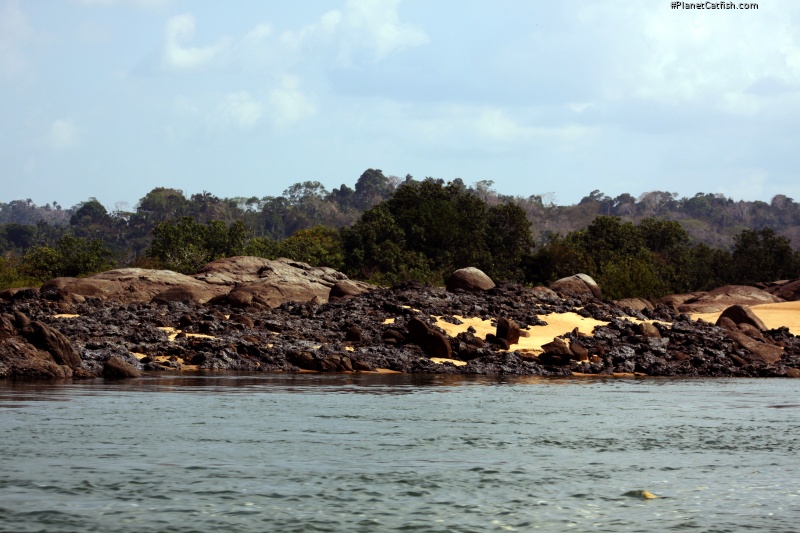 Classic Xingu biotope. Sand, sun cracked granite rocks and obsidian laterite which provides an otherworldy feel