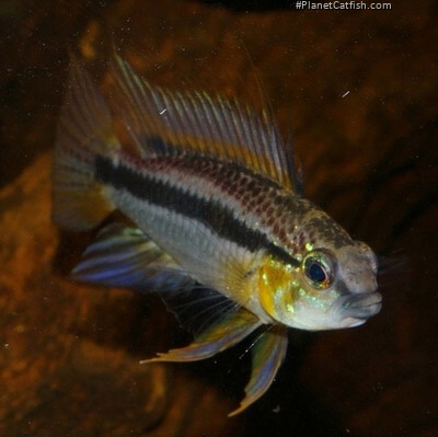 Apistogramma bitaeniata