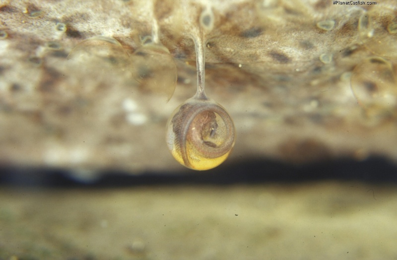 Platystacus cotylephorus