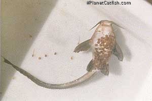 Platystacus cotylephporus