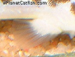 Duringlanis perugiae