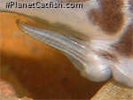 Duringlanis perugiae