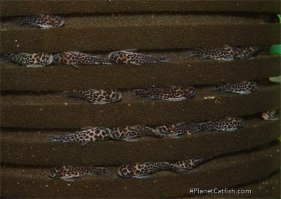 Centromochlus perugiae hiding in sponge filter grooves