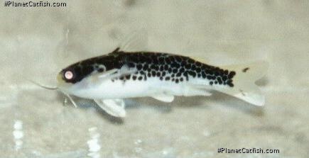 Duringlanis perugiae