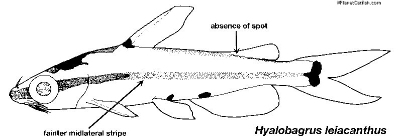 Hyalobagrus leiacanthus