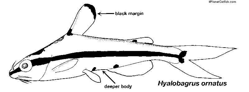 Hyalobagrus ornatus