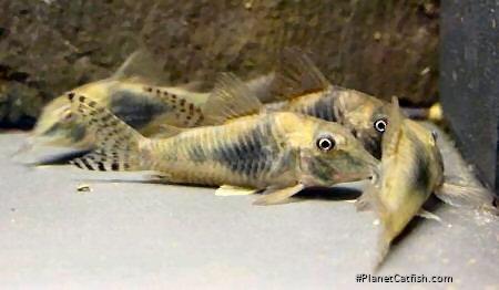 Corydoras septentrionalis