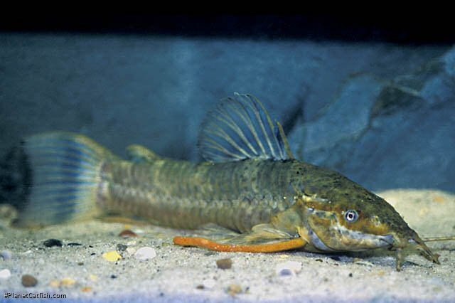 Megalechis picta