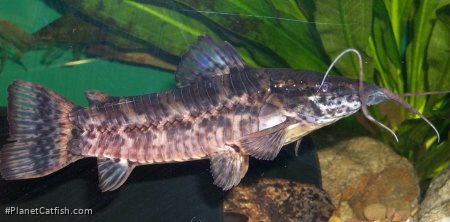 Megalechis picta