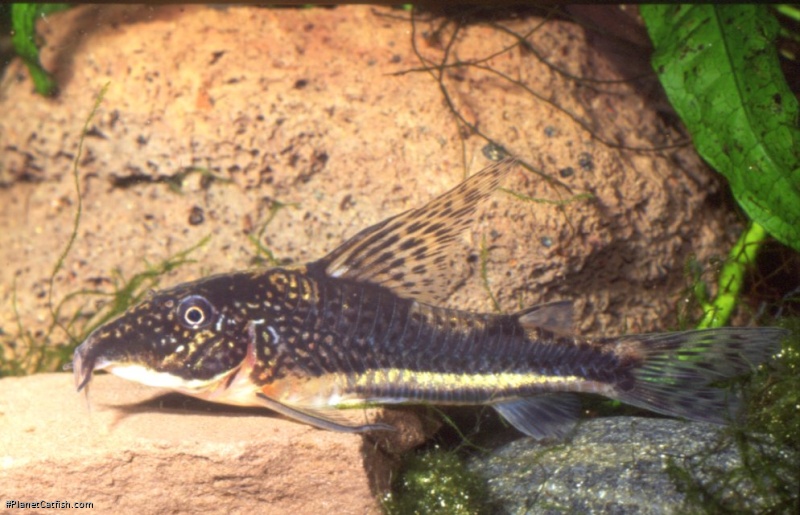 Scleromystax sp. C112