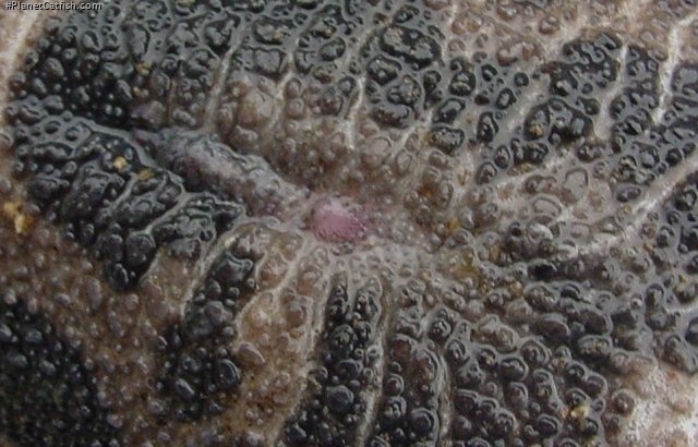 Megalodoras uranoscopus