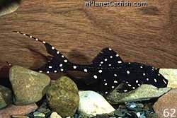 Acanthicus adonis