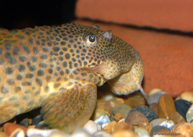 Close up of a male and his cheek odontodes