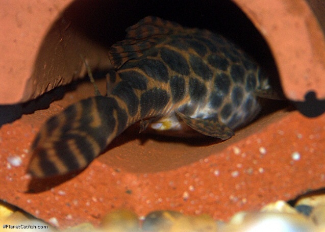 Female ripe with eggs and ready to spawn