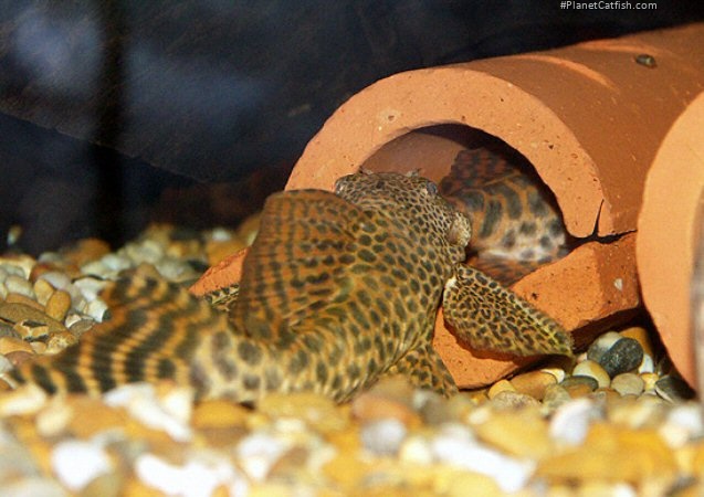 The male ushers the female gently into the cave