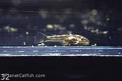 One week old Ancistrus claro