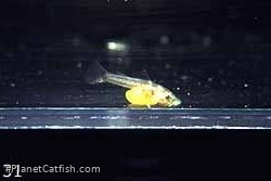 Three day old Ancistrus claro