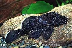 Ancistrus sp. (L183)