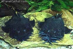 Ancistrus ranunculus