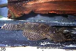 Ancistrus sp. L089