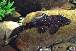 Juvenile Ancistrus sp(l120)
