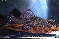 Ancistrus sp(l120)