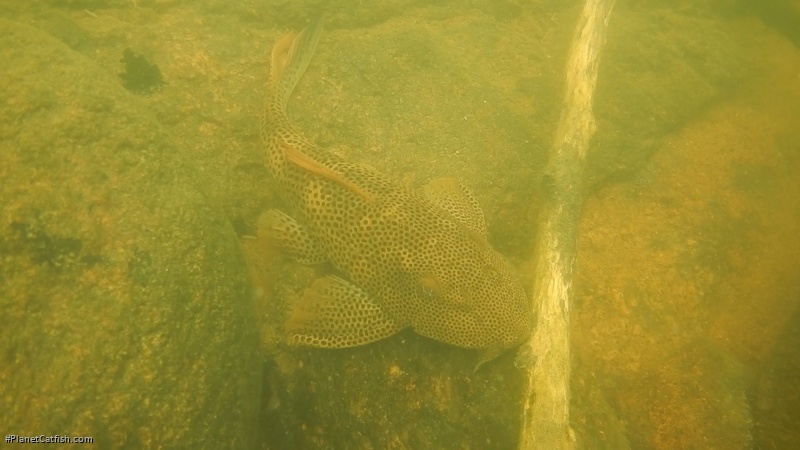 Aphanotorulus emarginatus
