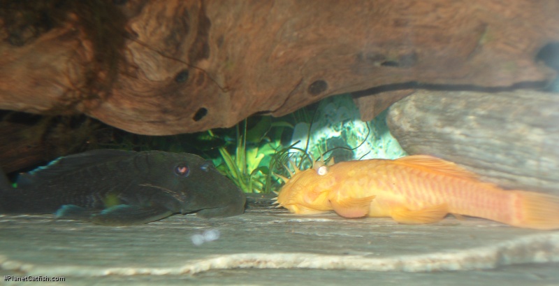 Male L239 and male Ancistrus sp. sharing a rocky ledge