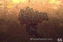 Chaetostoma eggs