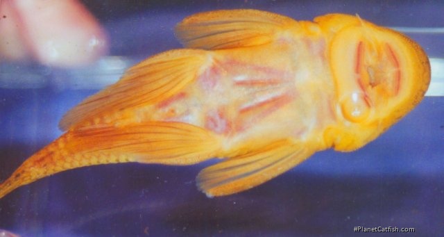 Chaetostoma formosae