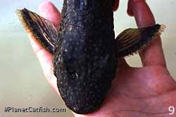 Male Dekeyseria scaphirhynchus