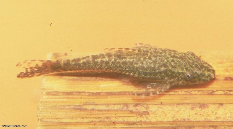 Hisonotus leucofrenatus