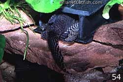 L066 - Pair in Spawning Cave
